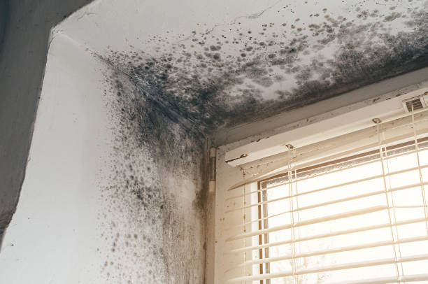 Affordable Mold Inspection And Testing solutions in North, VA